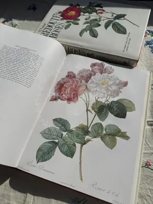 Redoute's Roses