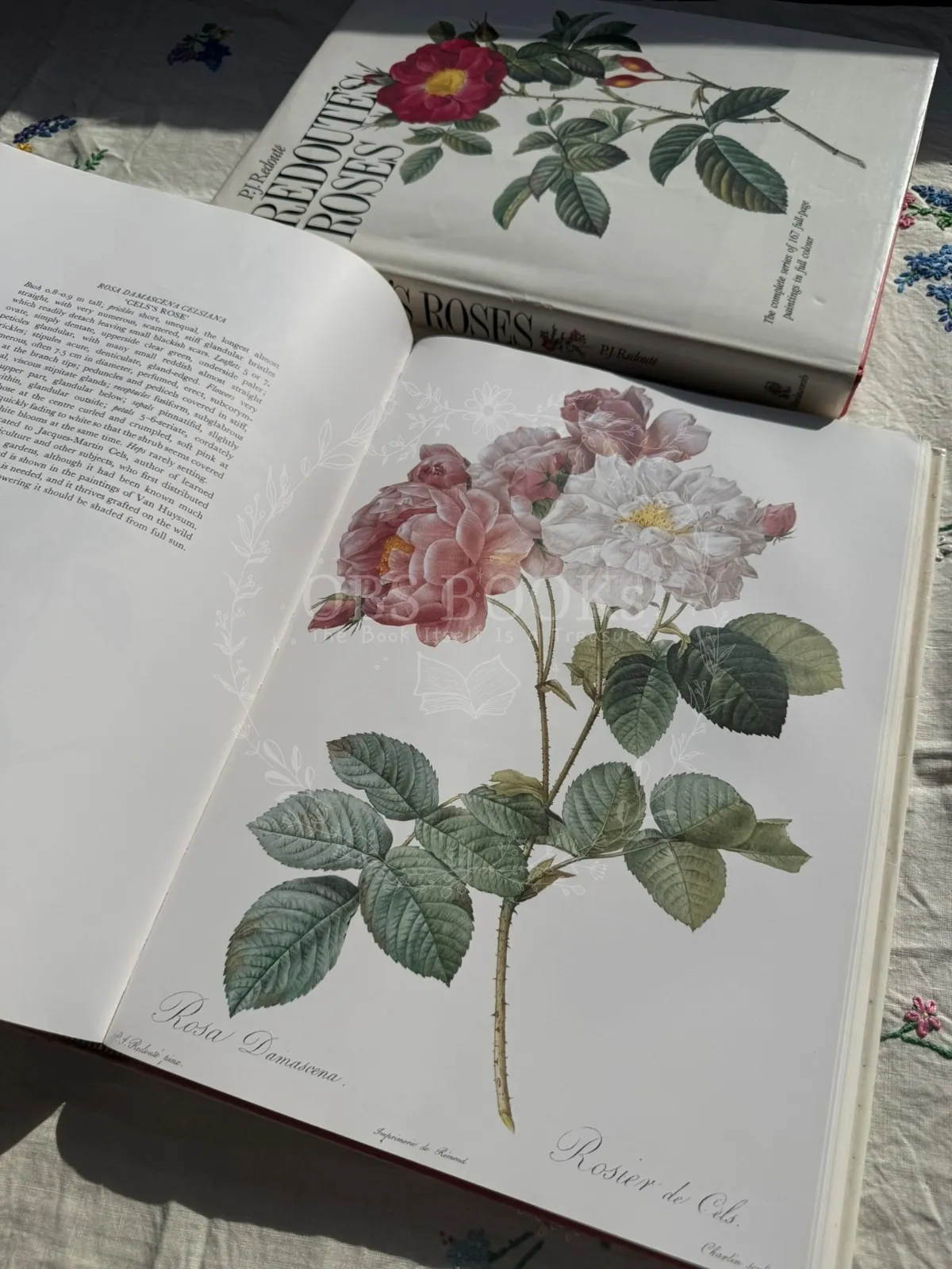 Redoute's Roses