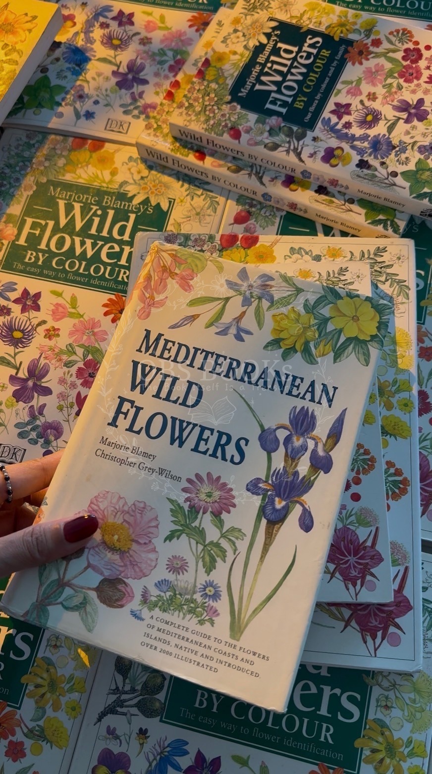 Mediterranean Wild Flowers