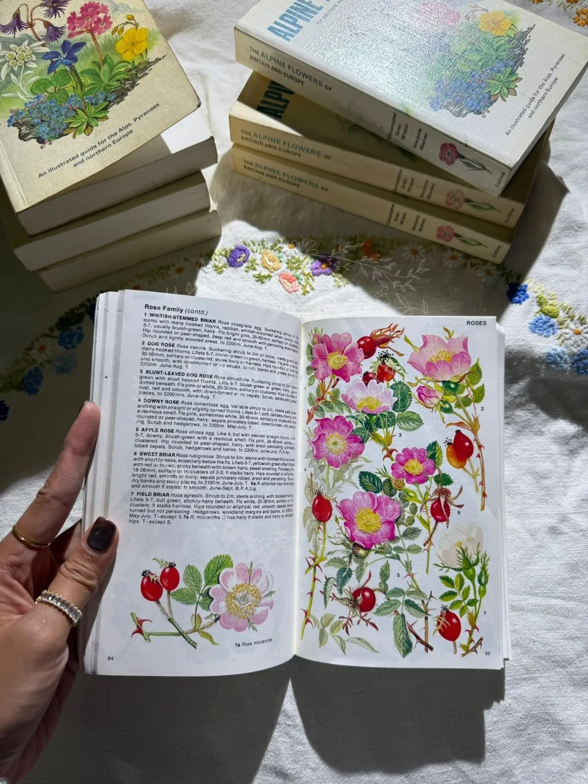 Alpine Flowers: Of Britain and Europe (Collins Pocket Guide)