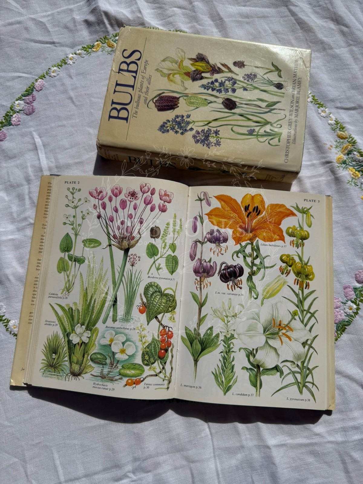 Bulbs: The Bulbous Plants of Europe and Their Allies